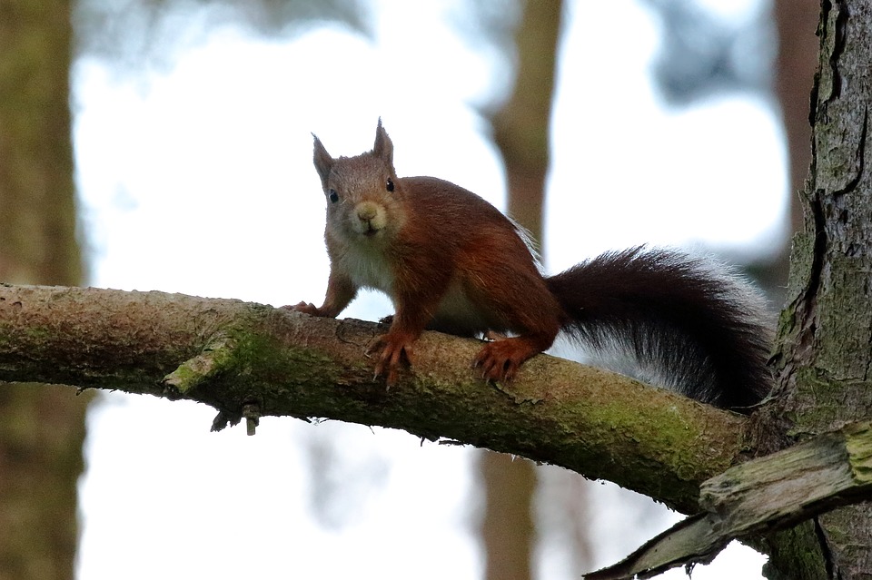 Lo scoiattolo, rosso acrobata dei boschi in competizione con il "cugino"americano, grigio e più grande